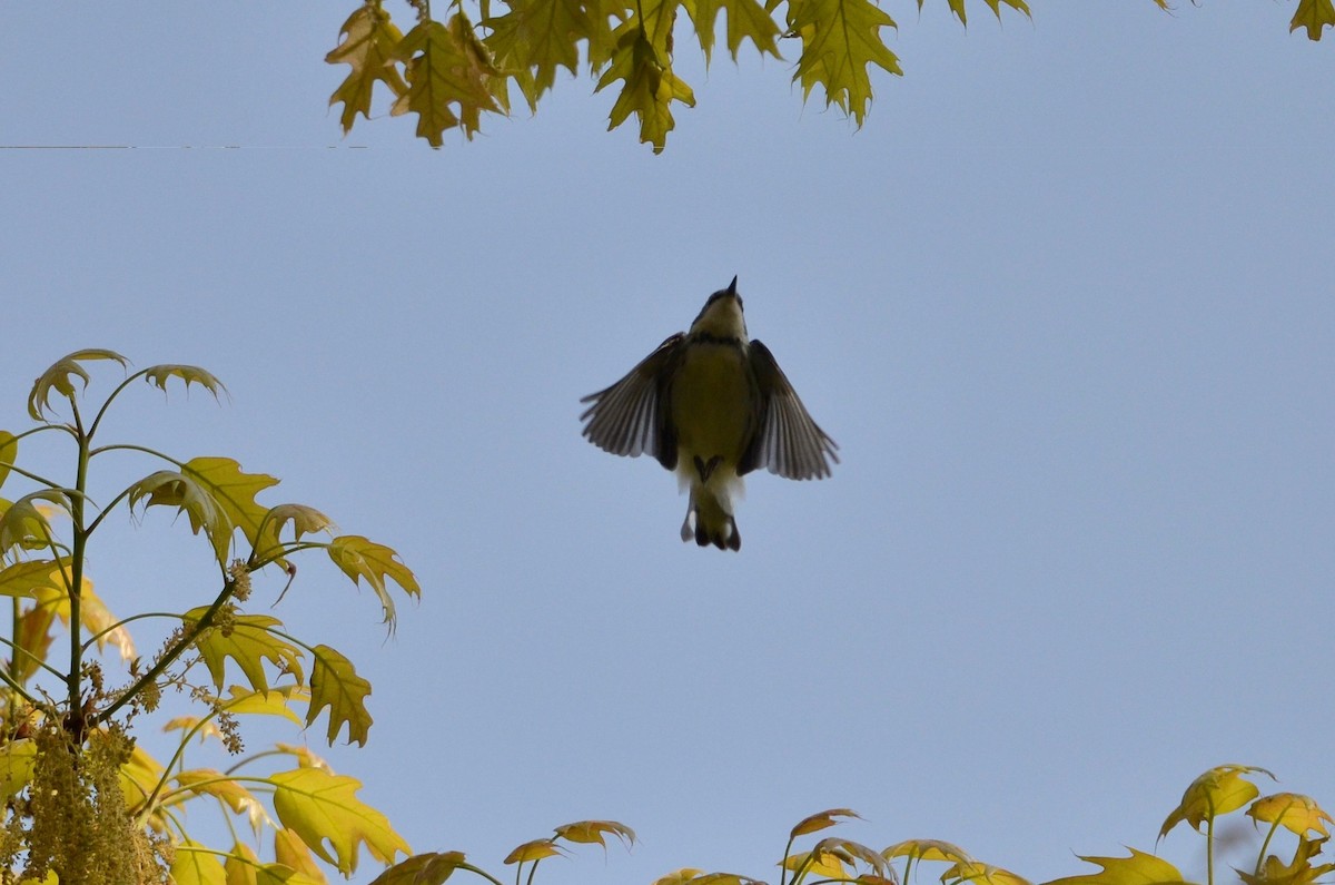 Cerulean Warbler - ML442821421