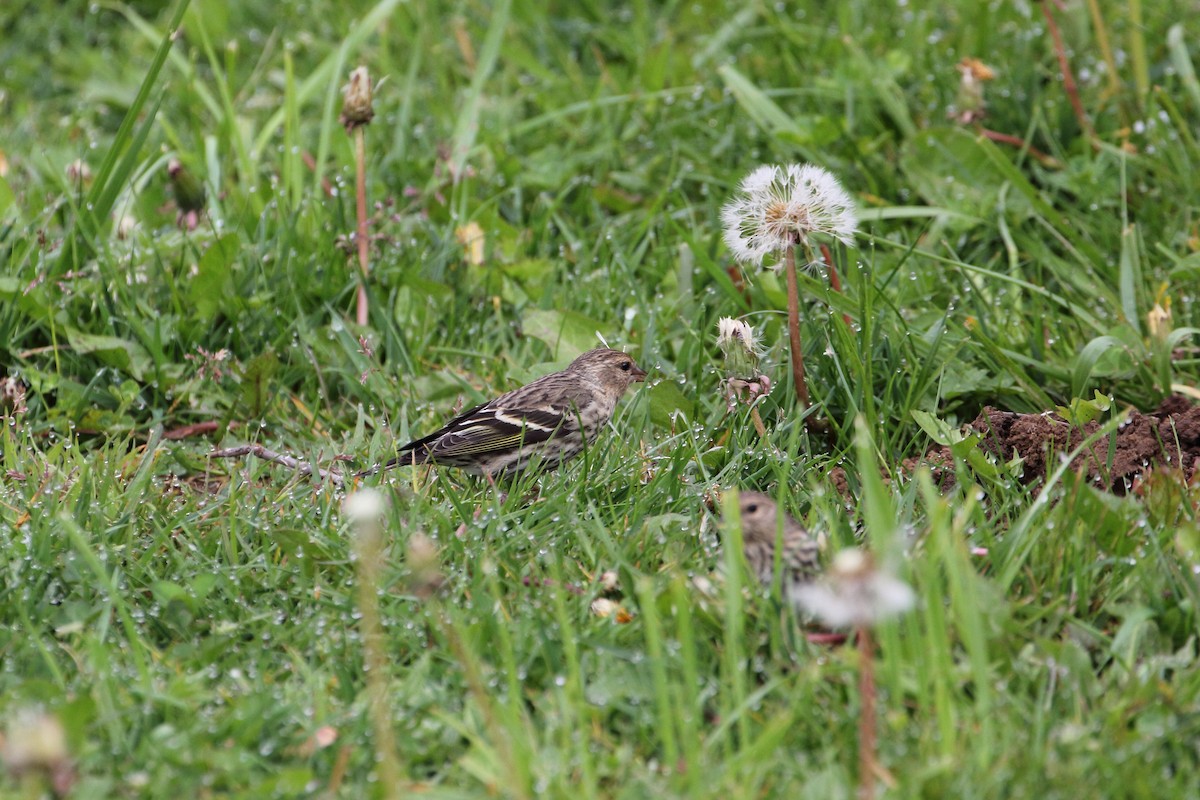 Pine Siskin - ML442821431