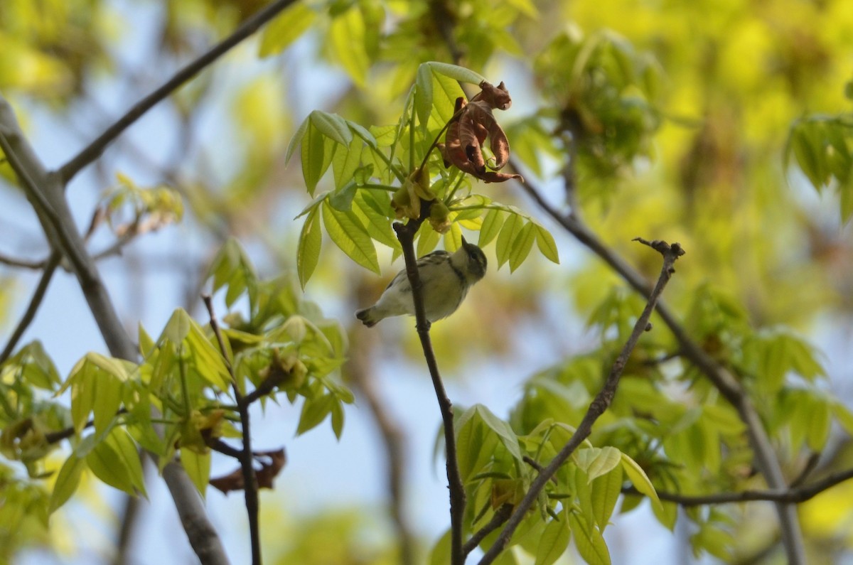 Cerulean Warbler - ML442821571