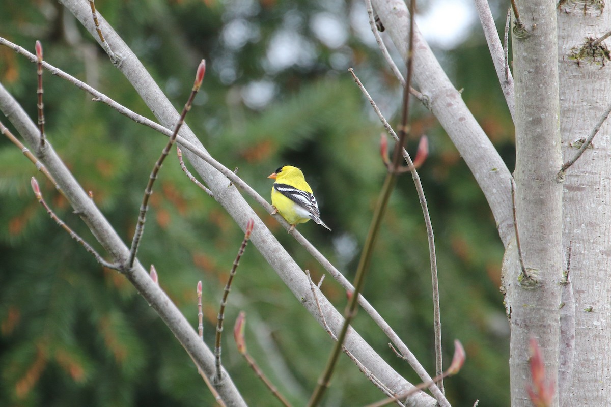 American Goldfinch - ML442822441