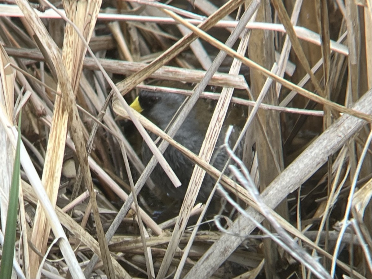 Polluela Sora - ML442822751