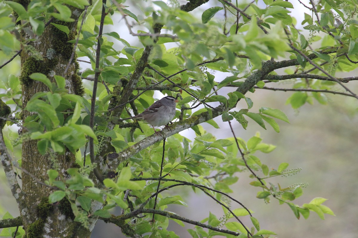 White-crowned Sparrow - ML442823401