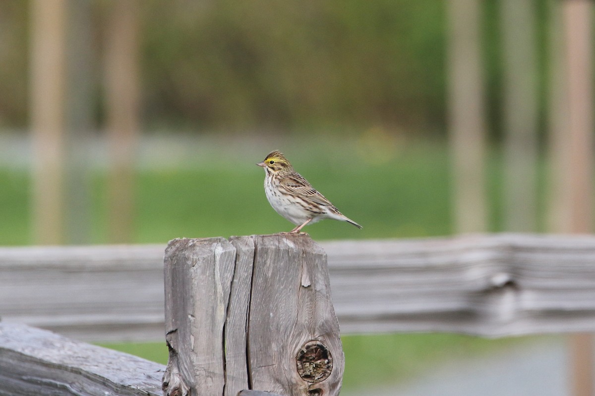 Savannah Sparrow - ML442823721