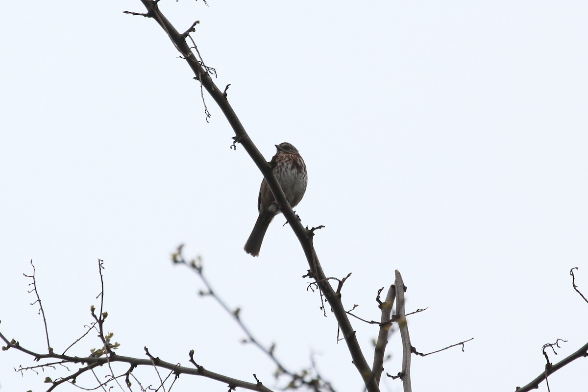 Song Sparrow - ML442824101