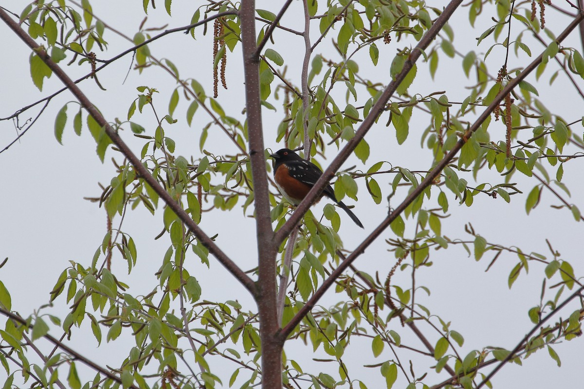 Spotted Towhee - ML442824681