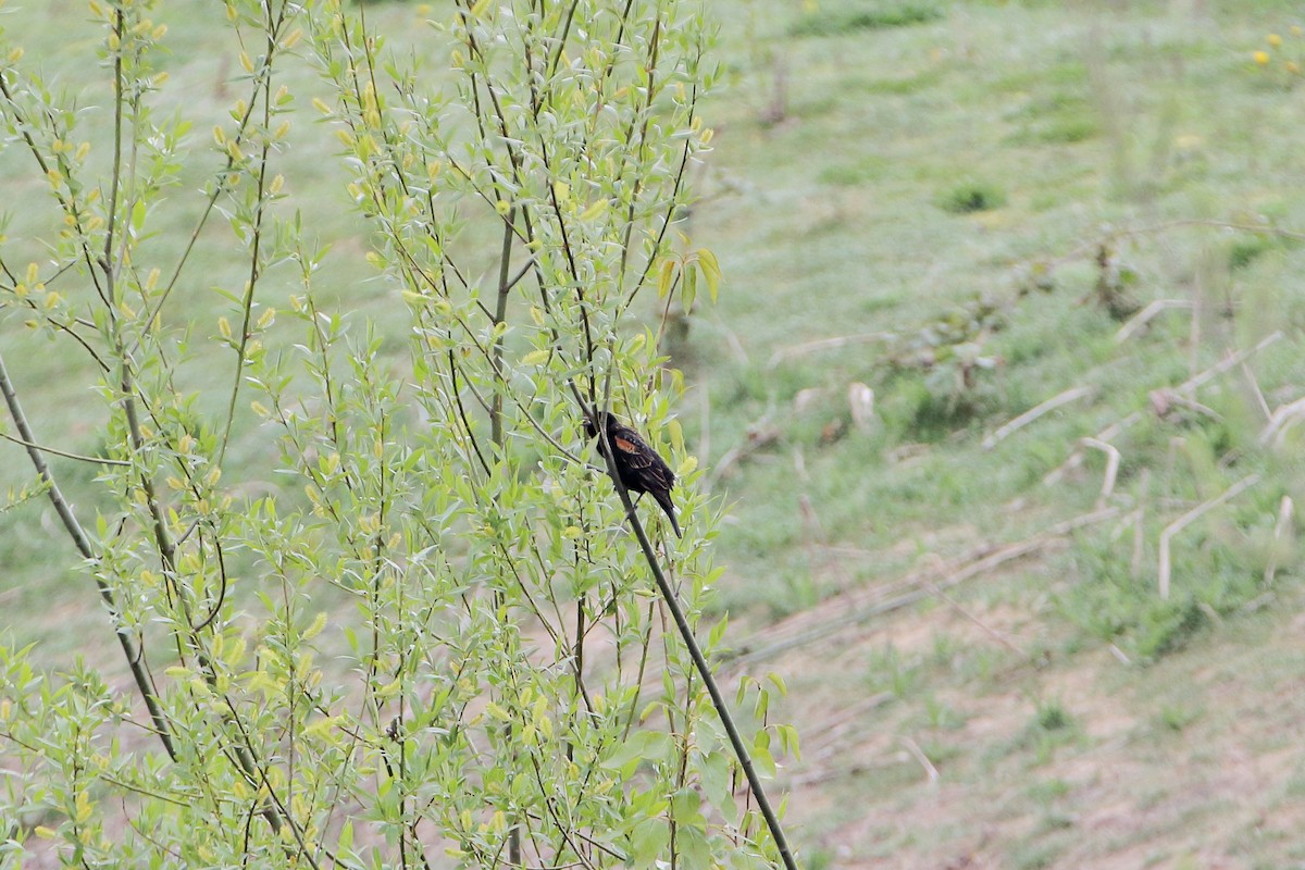 Red-winged Blackbird - ML442825171