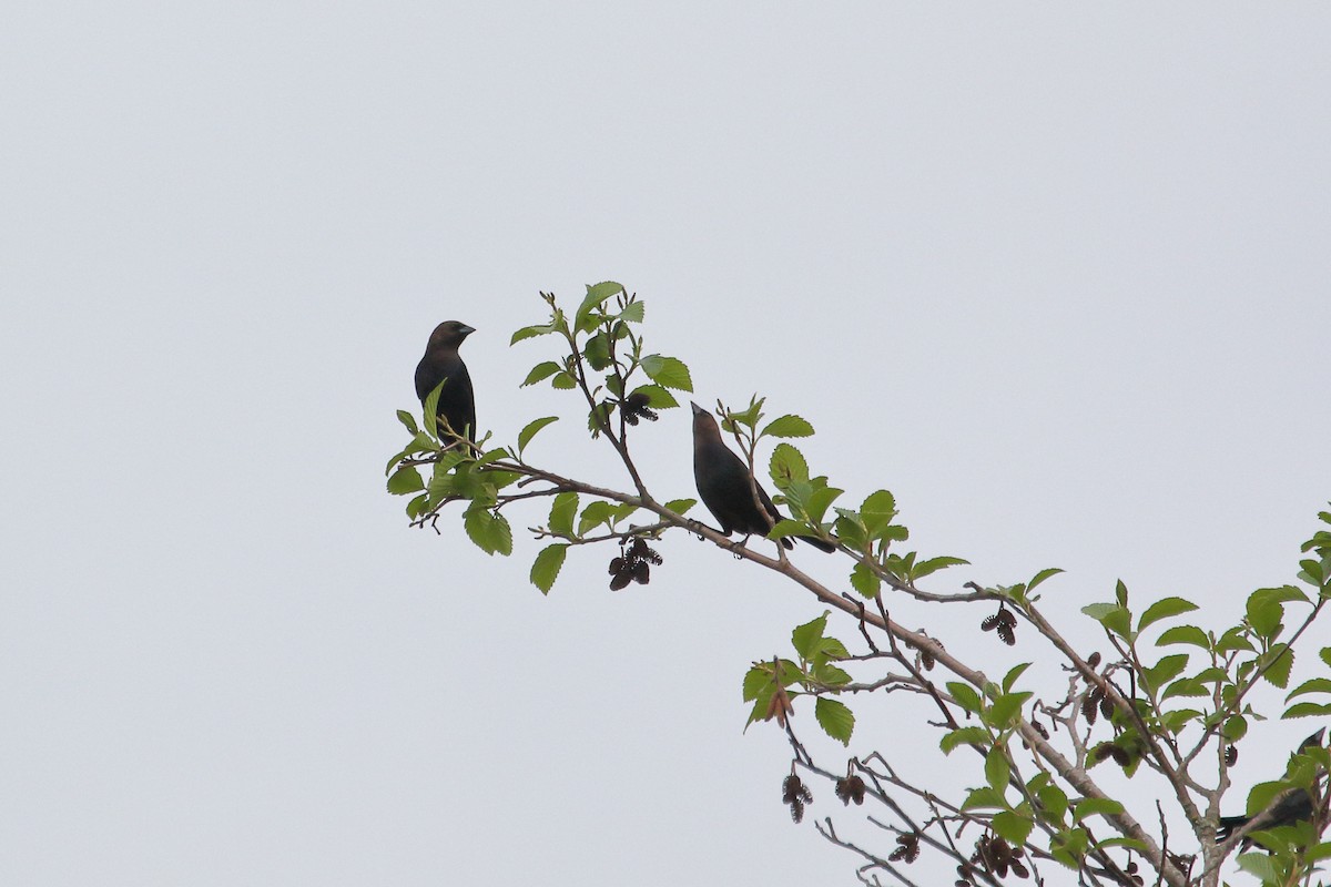 Brown-headed Cowbird - ML442825671