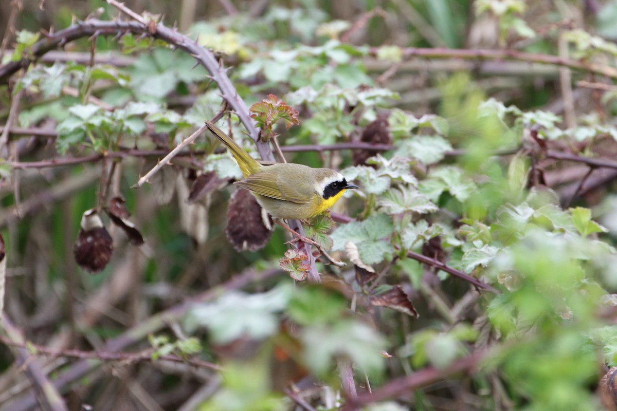 Common Yellowthroat - ML442826081