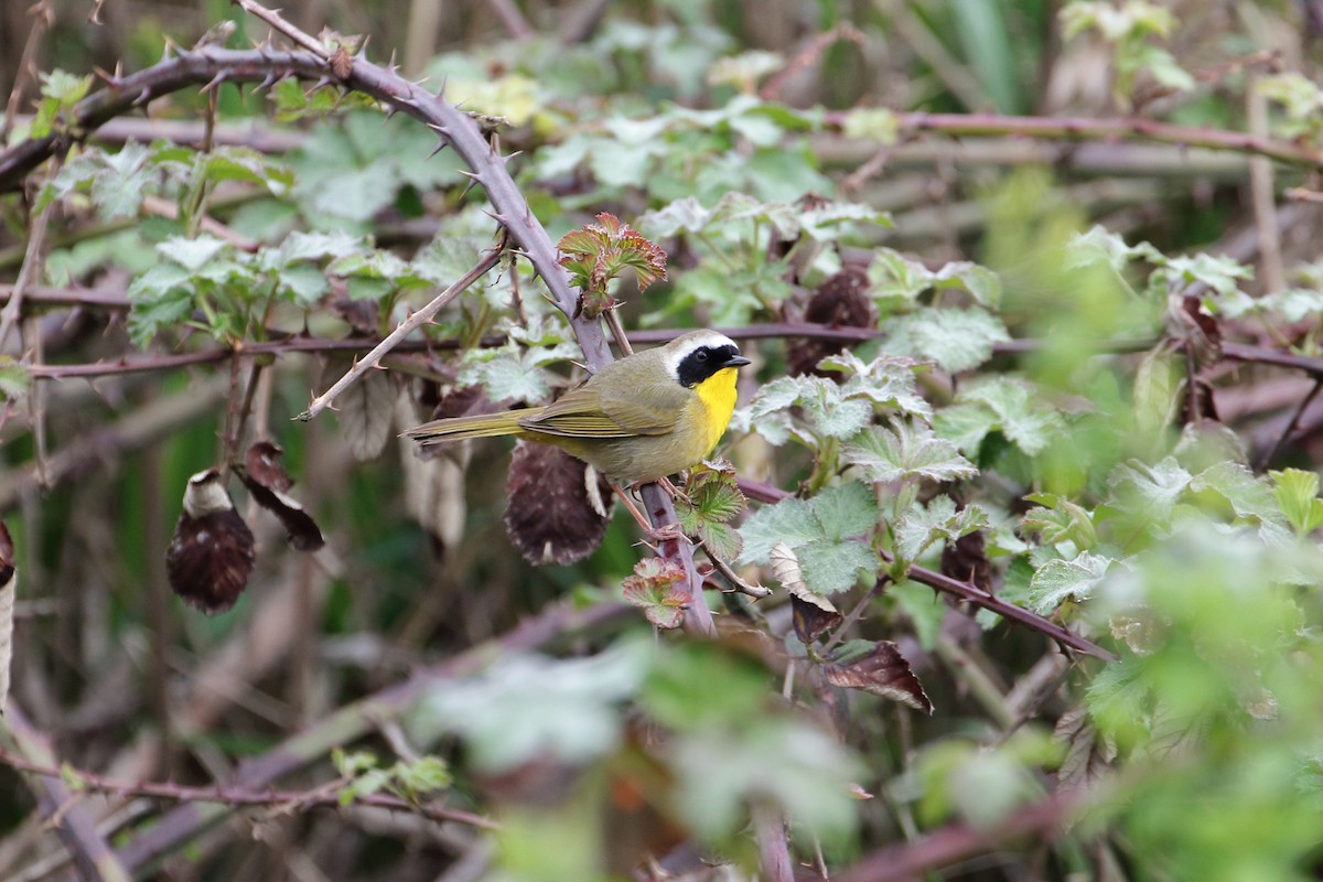 Common Yellowthroat - ML442826091