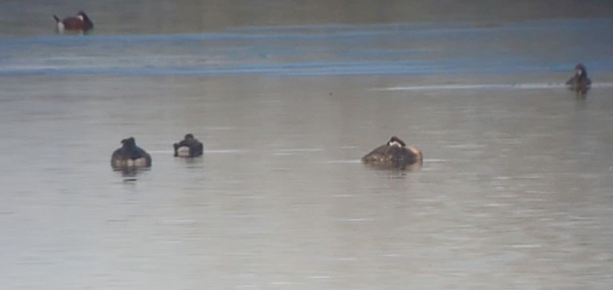 Red-necked Grebe - ML442826271