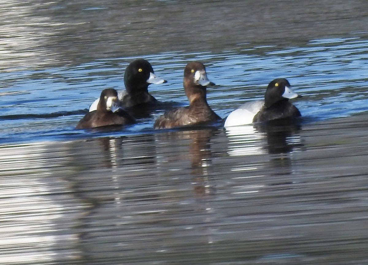 Greater Scaup - ML442826741