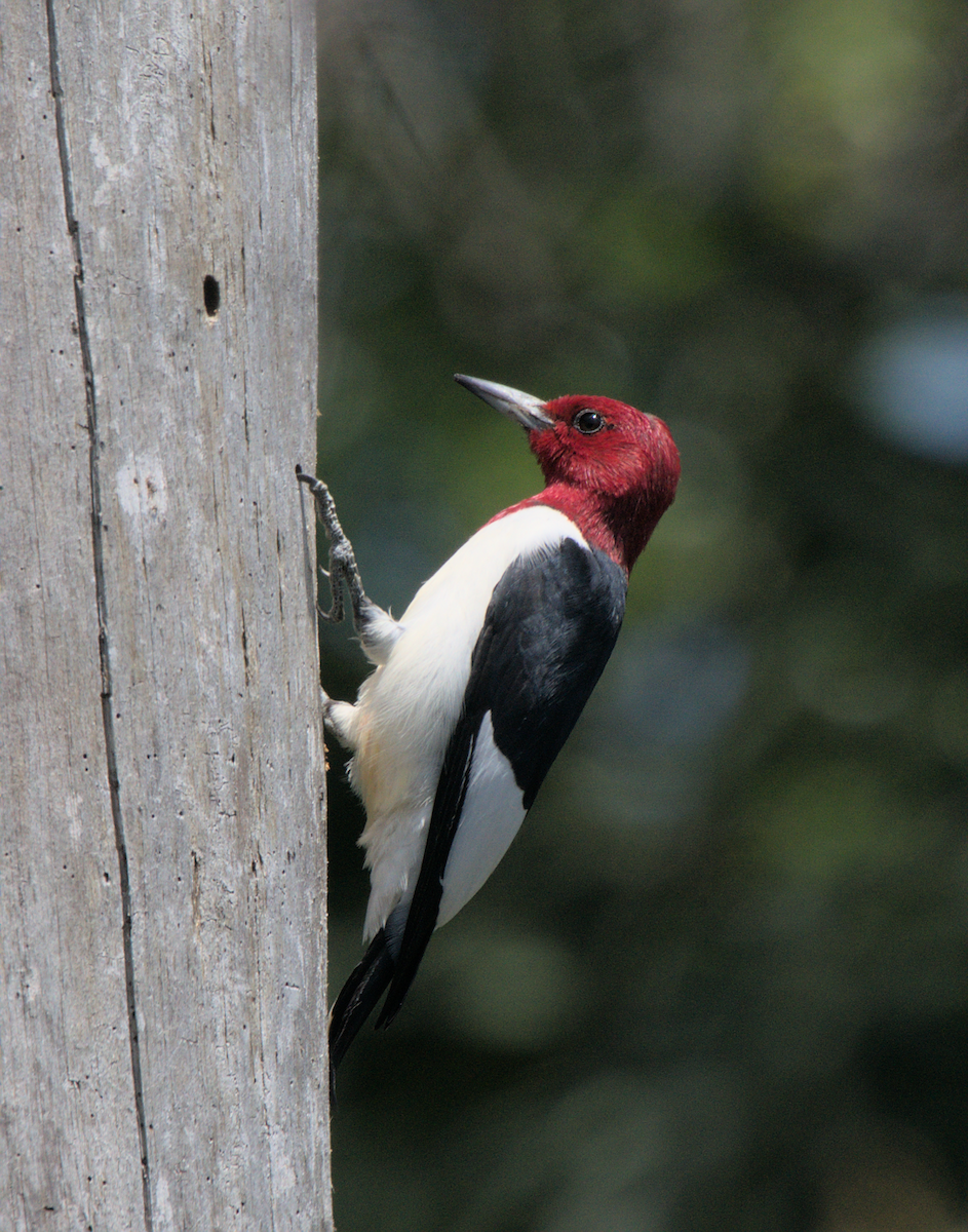 Red-headed Woodpecker - ML442827591
