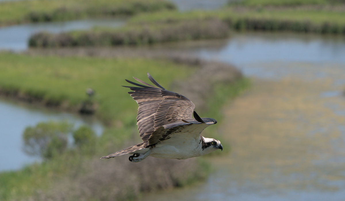 Osprey - ML442827981