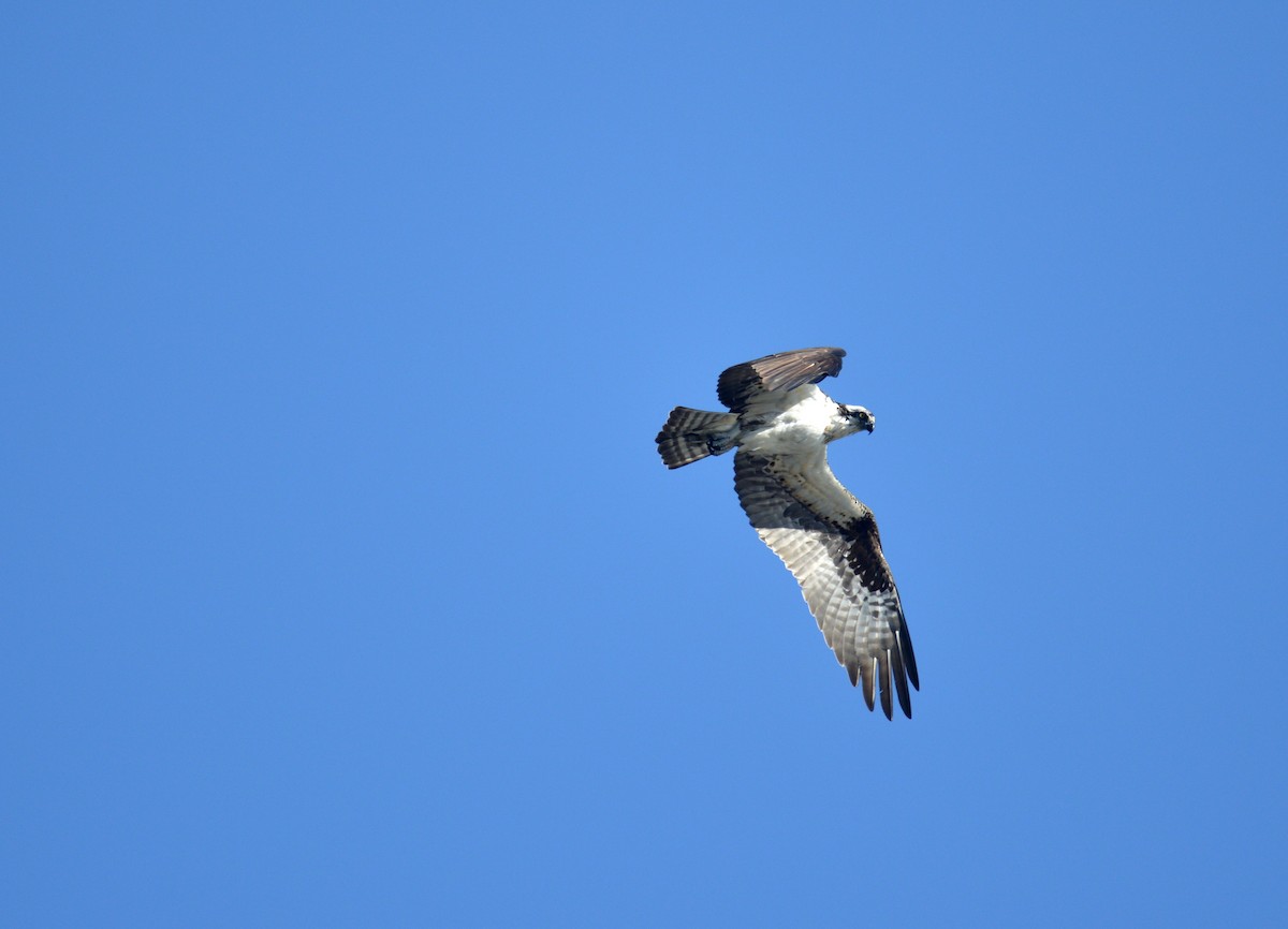 Águila Pescadora - ML442828381