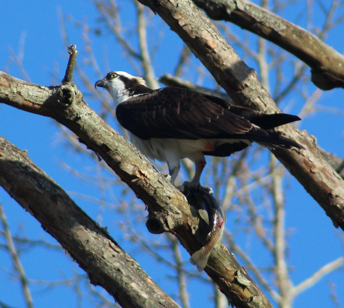 Osprey - Douglas Baird