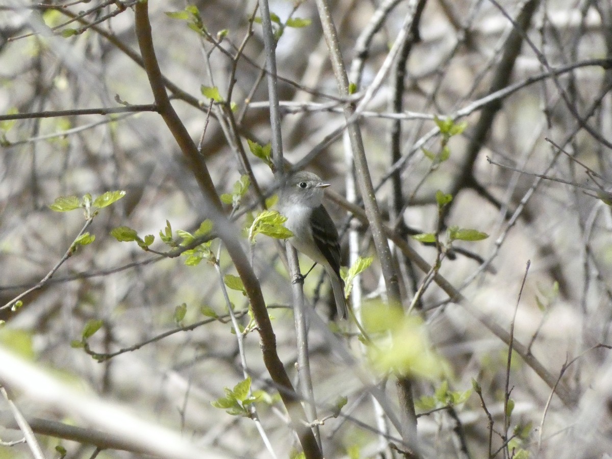 Least Flycatcher - ML442829281