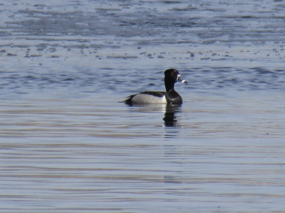 Ring-necked Duck - ML442830371