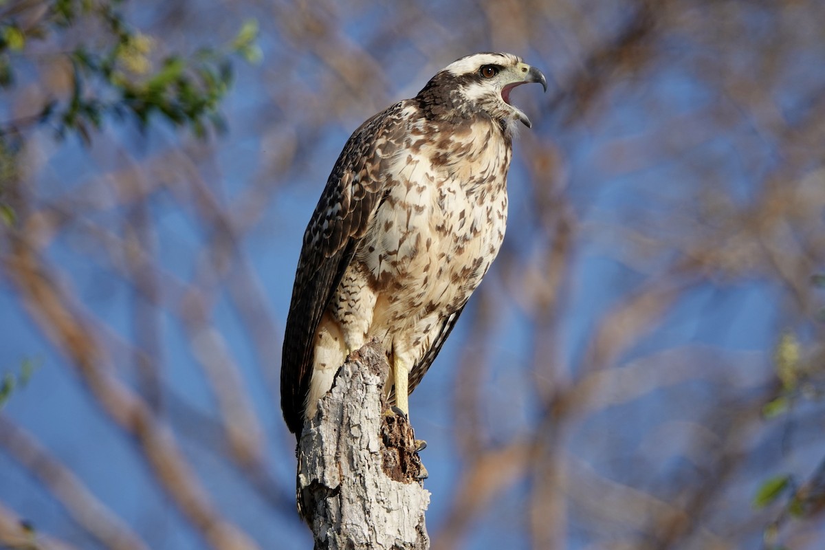 Great Black Hawk - ML442830561