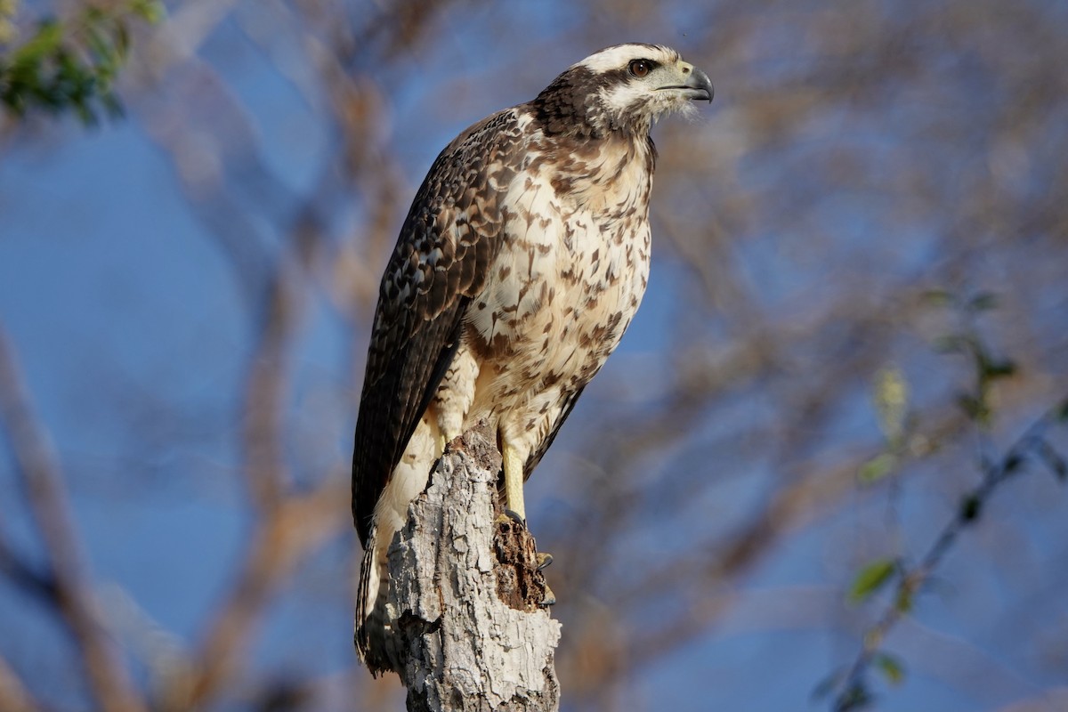 Great Black Hawk - ML442830651