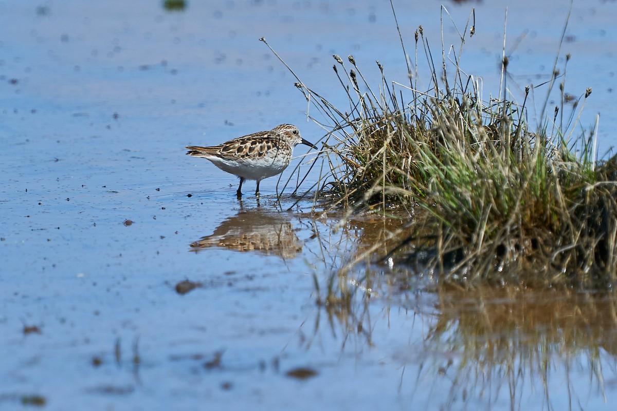 Western Sandpiper - ML442831181