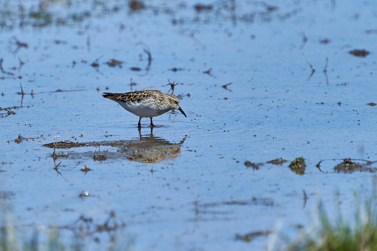 Western Sandpiper - ML442831591