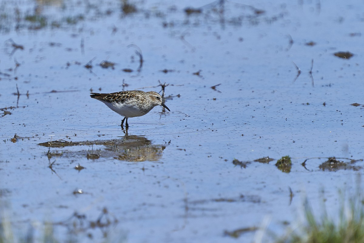 Western Sandpiper - Jack Williamson