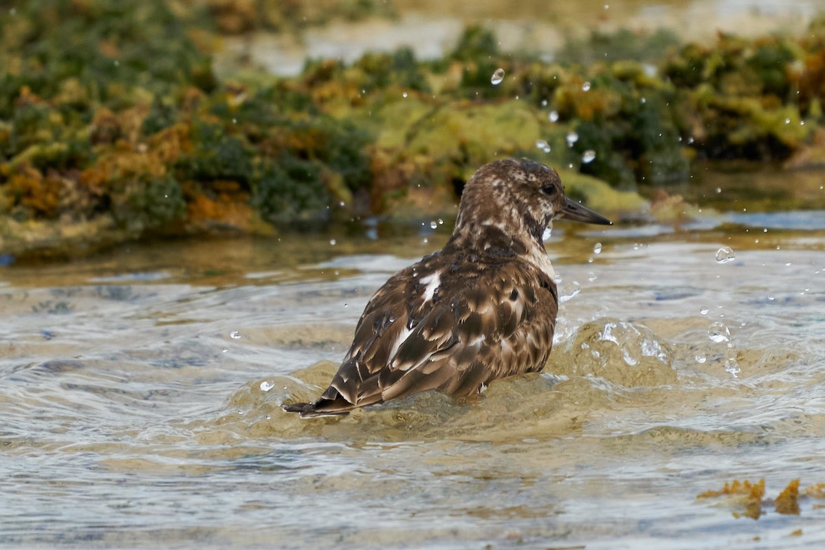 Ruddy Turnstone - ML442832081