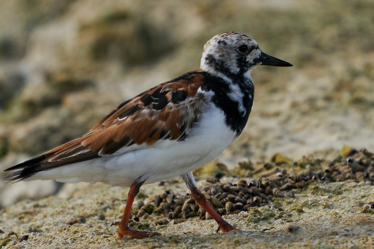 Ruddy Turnstone - ML442832101