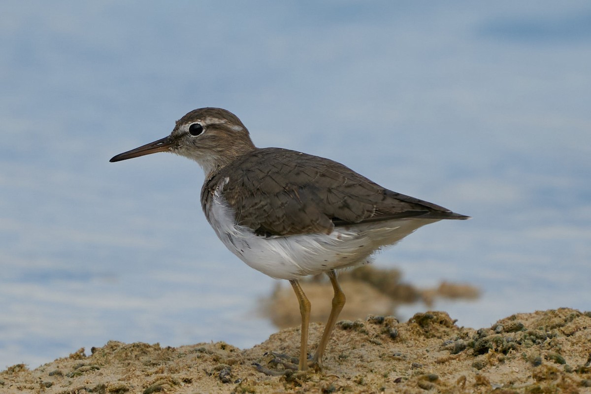 Spotted Sandpiper - ML442832331