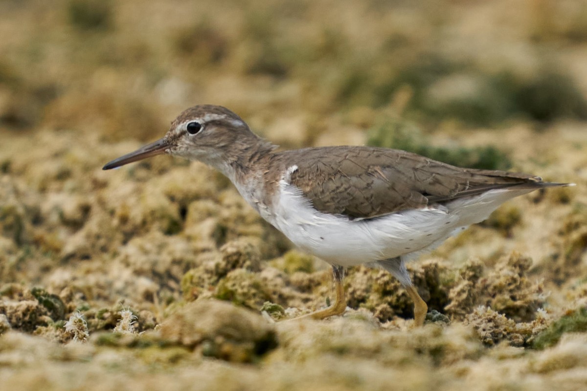 Spotted Sandpiper - ML442832341