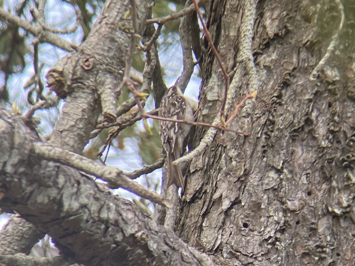 Brown Creeper - ML442832641