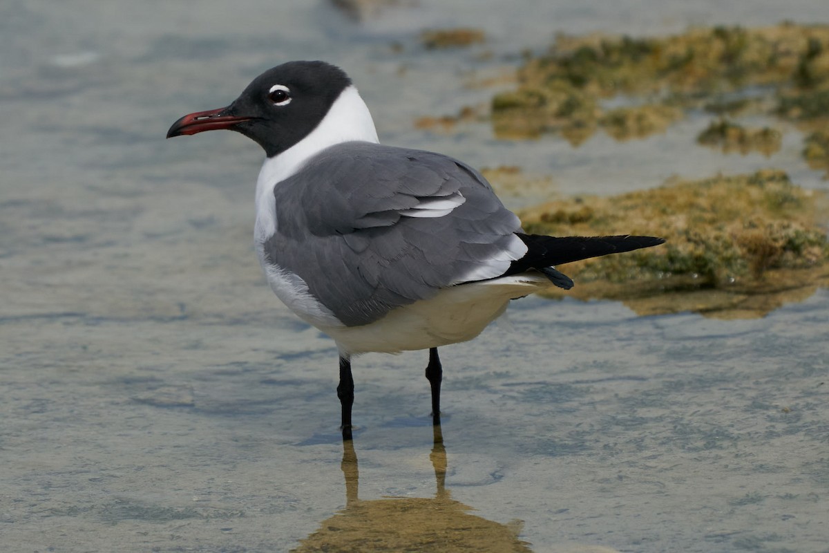 Mouette atricille - ML442832681