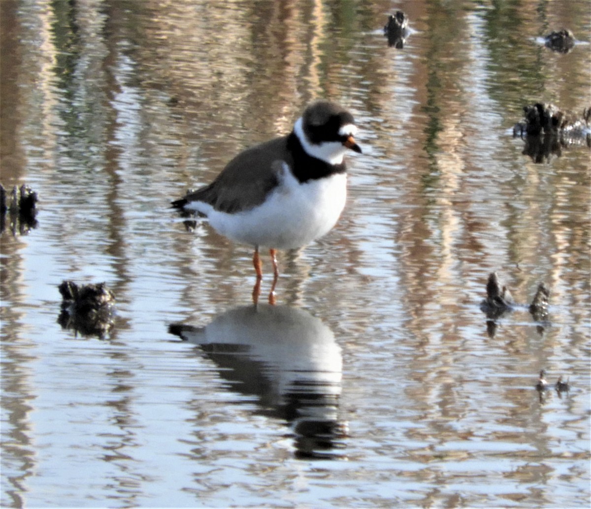 Semipalmated Plover - ML442832751