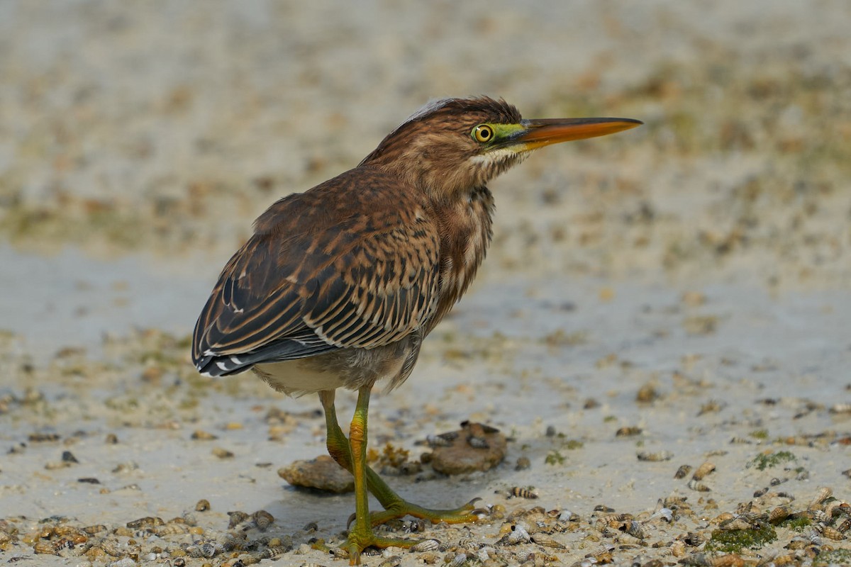 Green Heron - ML442833171