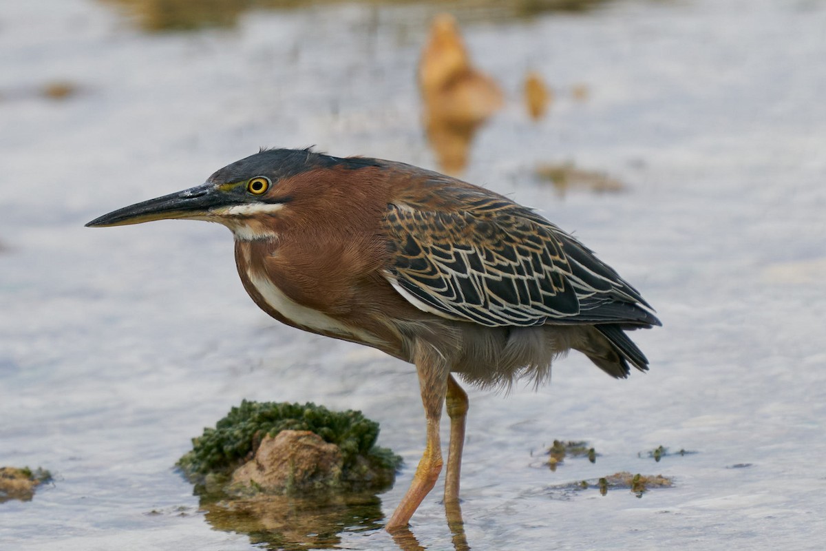 Green Heron - ML442833191