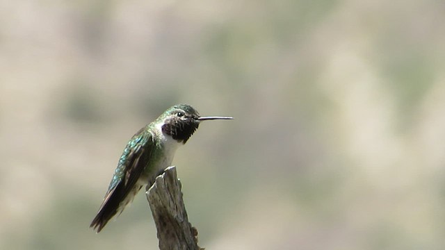 Geniş Kuyruklu Kolibri - ML442834981