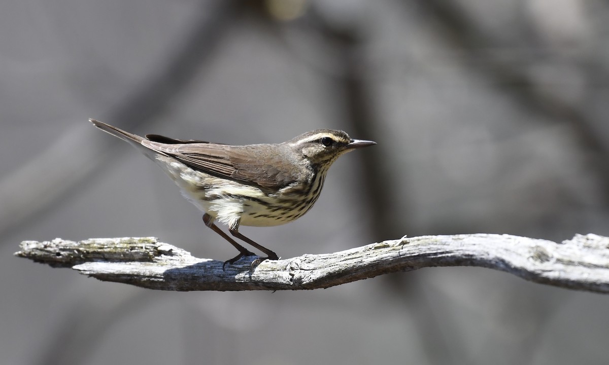 Northern Waterthrush - ML442836151