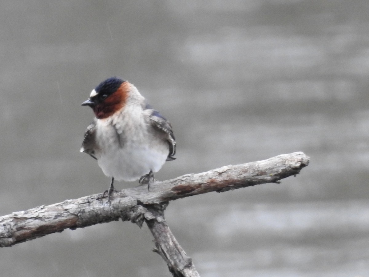 Cliff Swallow - ML442836561