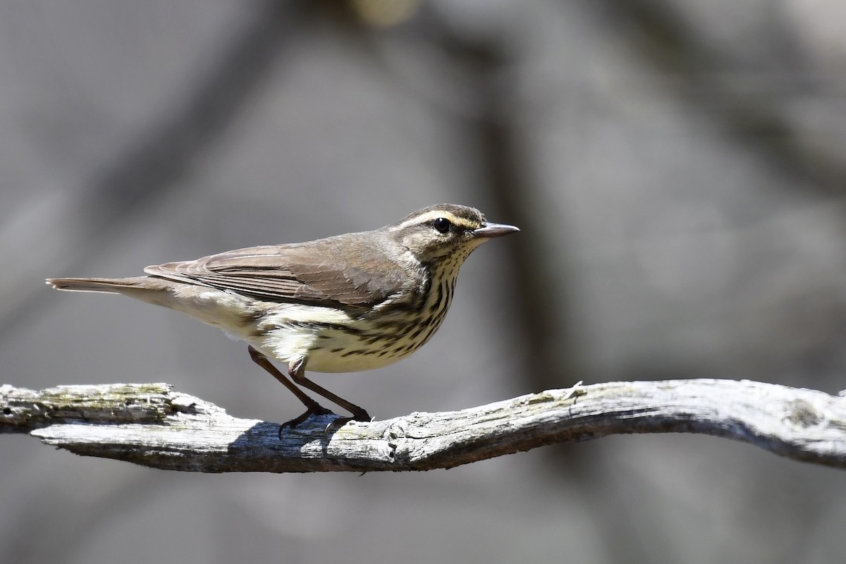 Northern Waterthrush - ML442836601