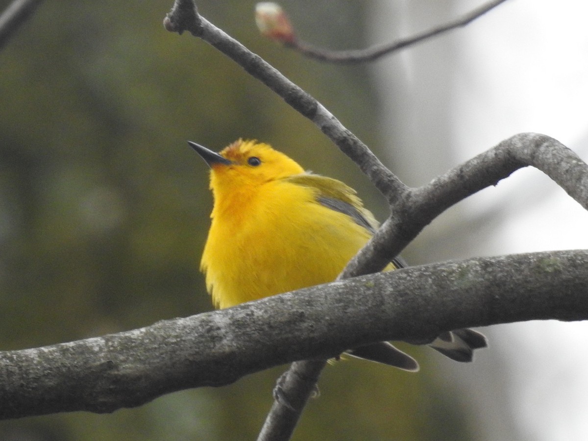 Prothonotary Warbler - ML442836931