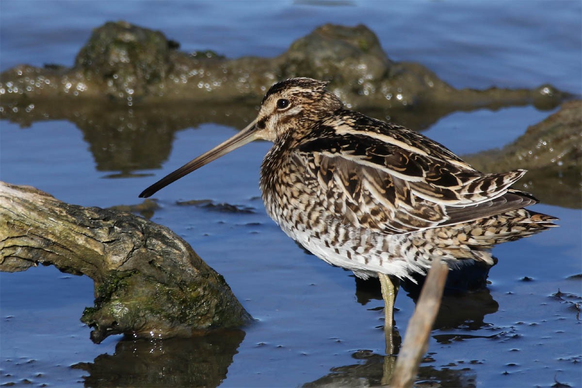 Common Snipe - ML44283801
