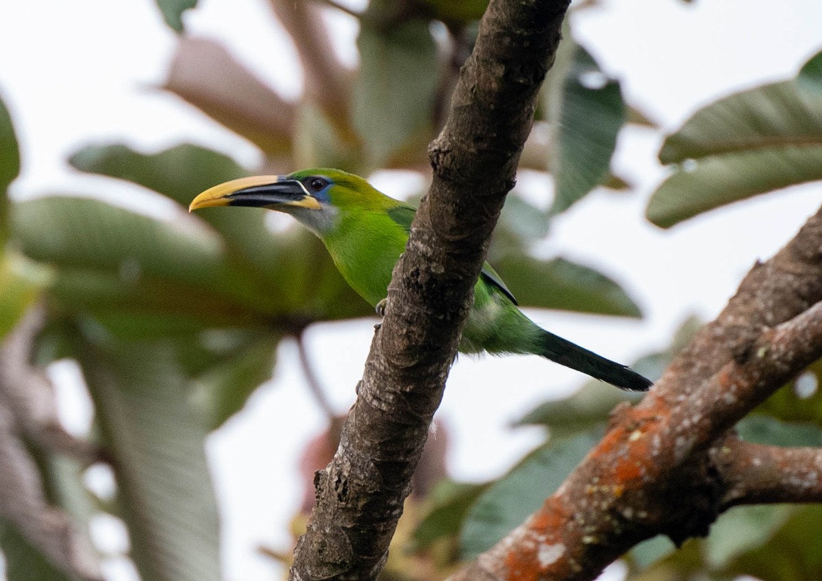 Groove-billed Toucanet (Yellow-billed) - ML442839631