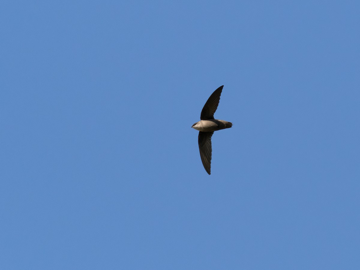 Chimney Swift - ML442840631