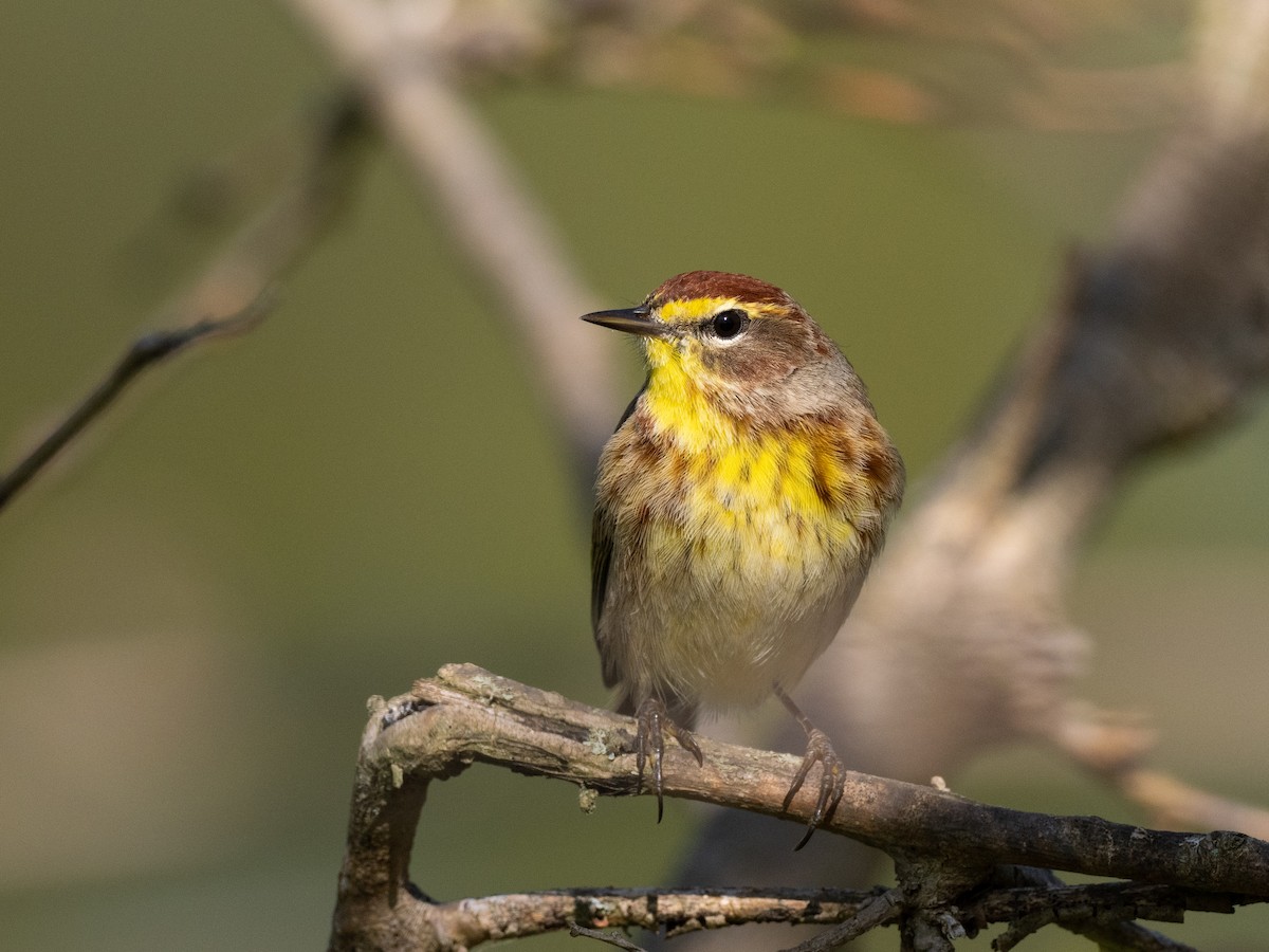 Palm Warbler - Jeff Smith