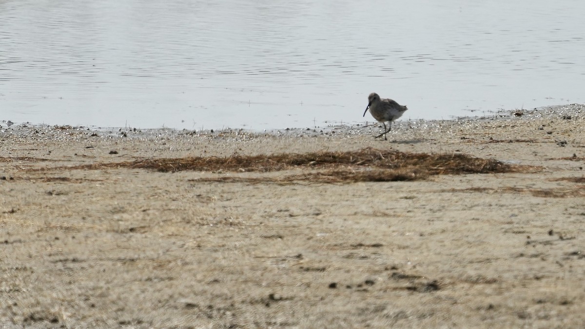 Dunlin - ML442840971