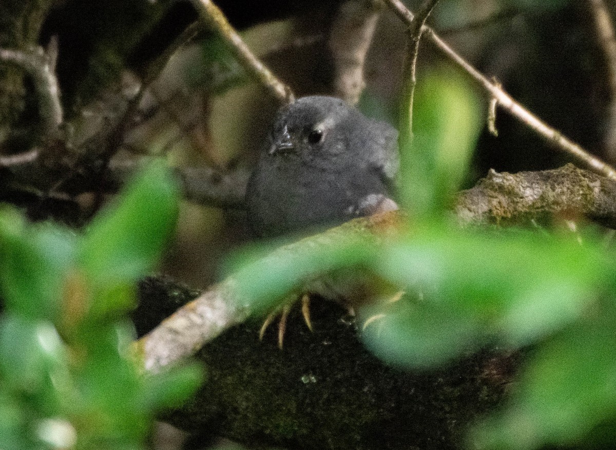 Ochre-flanked Tapaculo - Pablo Galdames