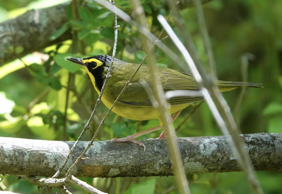 Kentucky Warbler - ML442841451