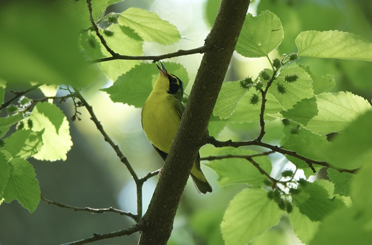 Kentucky Warbler - ML442841501