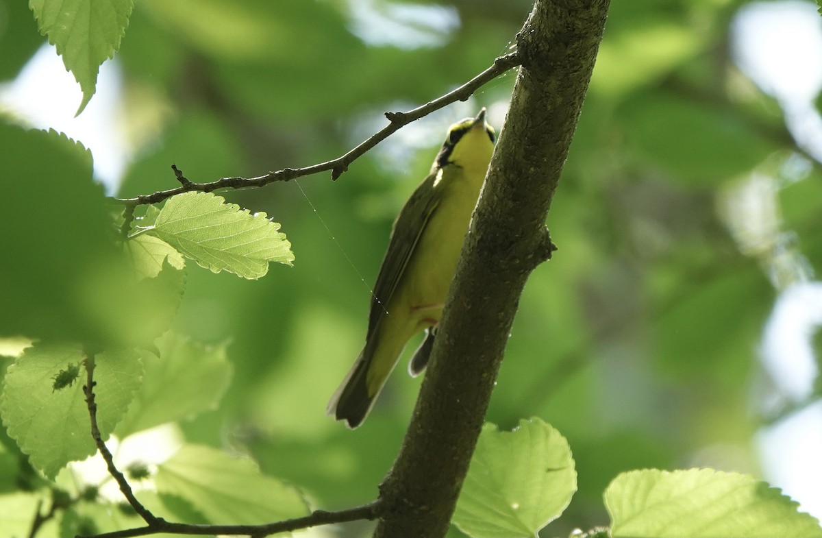 Kentucky Warbler - ML442841521