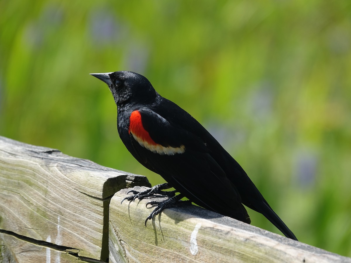Red-winged Blackbird - ML442841691